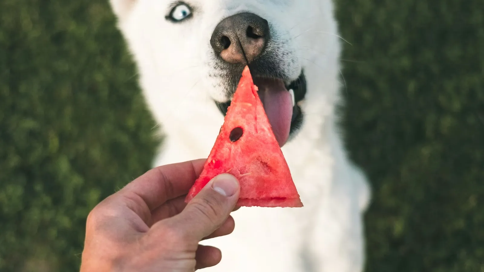 A dog looking at fruit, illustrating common owner questions about whether dogs can eat Nashi pears
