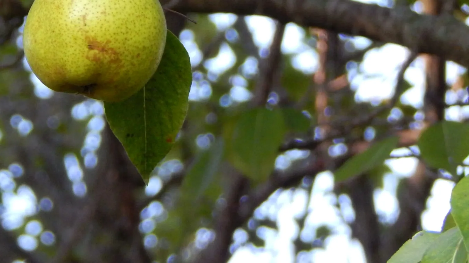 Pear orchard close-up, codling moth being the major pear pest in Australian commercial orchards
