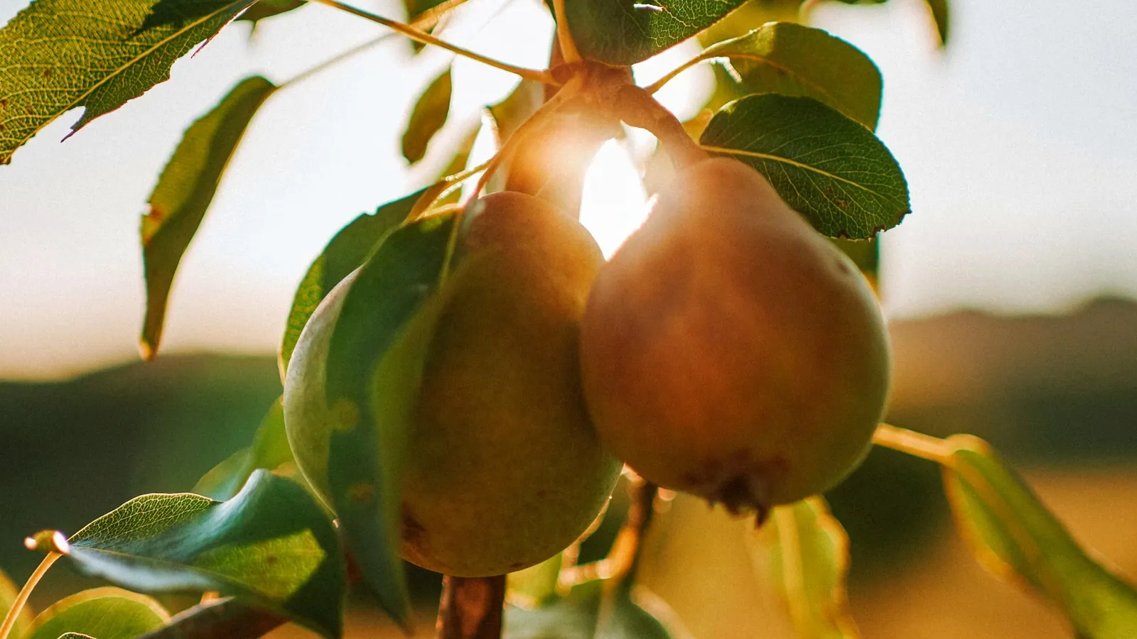 Pear tree with developing fruit, year-round care for a Nashi pear tree in Australia