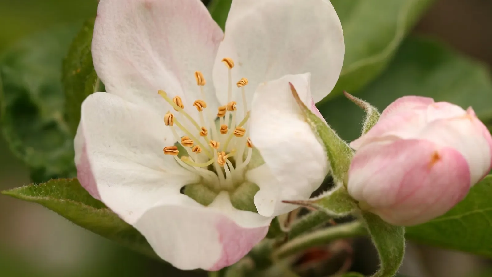 Pear blossom on a tree, illustrating Nashi pear pollination requirements in Australia