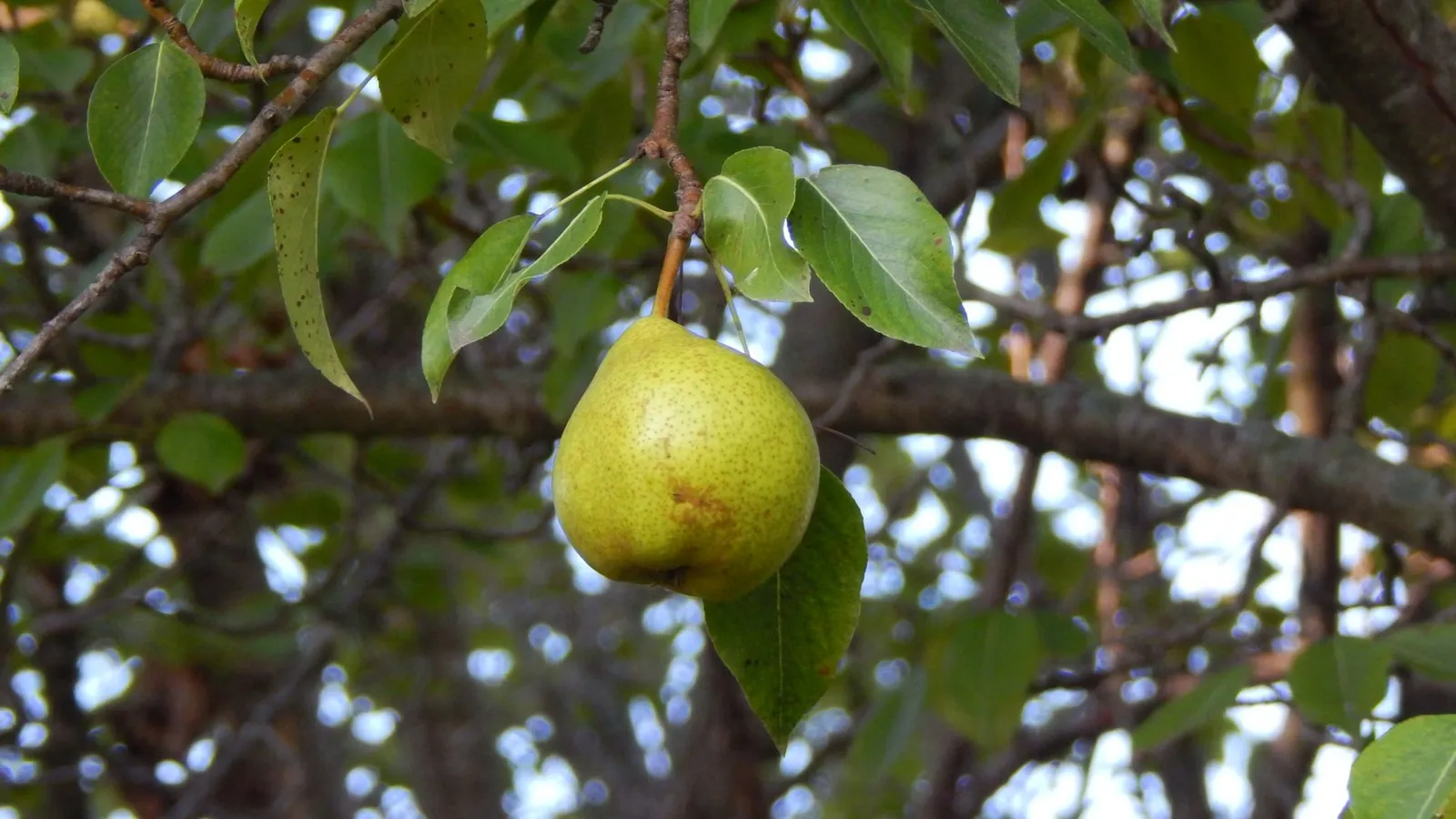 Growing Nashi Pears at Home