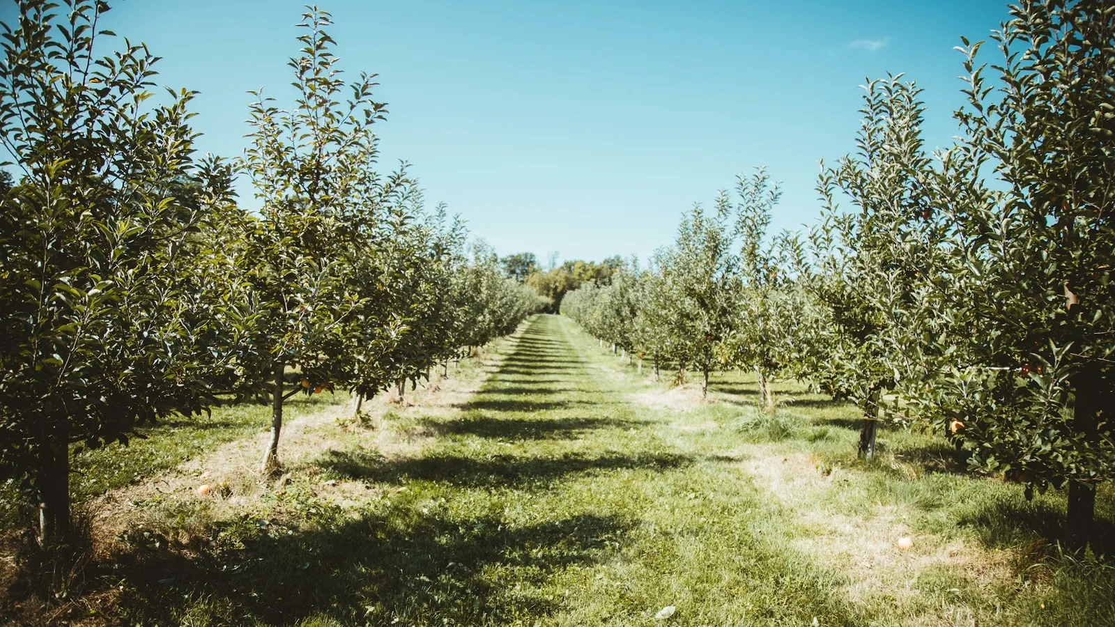 The Australian Nashi Pear Industry